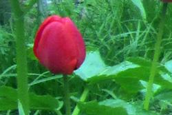 کودکان خوزستانی آزادسازي خرمشهر را گرامی داشتند