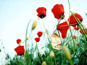 تشییع پیکر مادر سردار شهيد مفقودالاثر مروج و 4 جانباز در اهواز