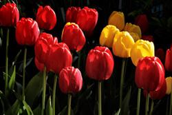 تجربه‌ی افطار در بهشت