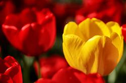 پیکر پدر شهید «محمد جلالی زاد» تشییع شد