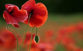 برایم سخت بود در اتاقی که مردها هستند، بخوابم 