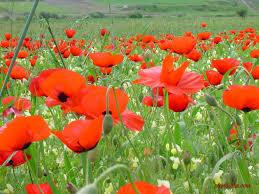 این نام‌ها را به خاطر بسپارید؛ آباد، ناهیدی، آزموده و بهرامی 