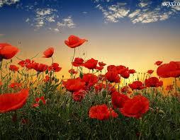 سنجاق کوچک روسری‌ام به کار آمد 