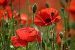 با ناخنگیر موهایمان را کوتاه کردیم! 