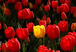 شاید تا چهلم پسر شما منم شهید بشم