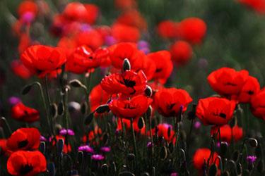 ان‌شاءالله یکدیگر را در بهشت ملاقات می‌کنیم…