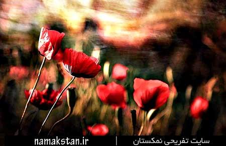 شهید زنده‌ای که زنده بودنش شبیه معجزه است