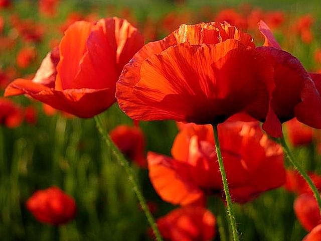 پاهای بهشتی منیره