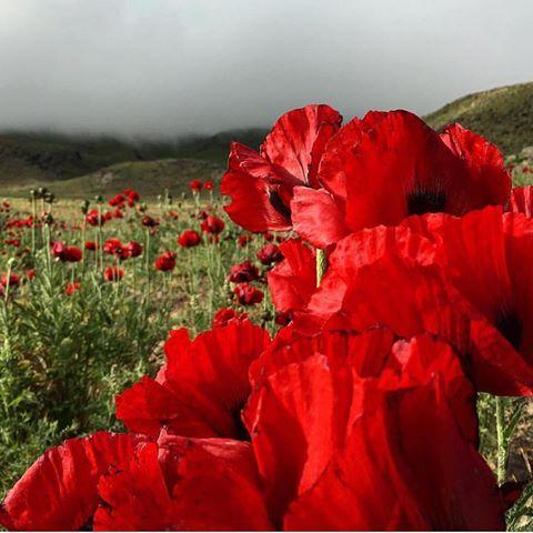 گفته بودم اگر خرمشهر آزاد شود، با پای برهنه تا آن‌جا می‌دوم