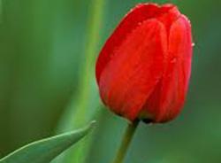 ماجرای شورانگیز یک بانوی جانباز با امام رضا(ع)