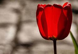 اگر می‌خواهی فردی خدا‌گونه باشی ارتباطت را با خدا بیشترکن