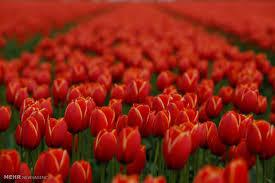  هر فردی شایسته مجاهد بودن نیست/ شهید ابوالفضل کلهر