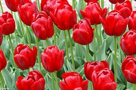 شهدا برای همیشه کلاه سرت گذاشتند