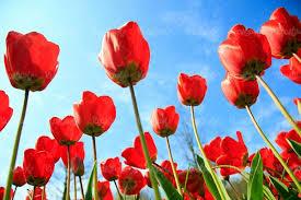 ماجرای شهادت در ماموریت 13 روزه