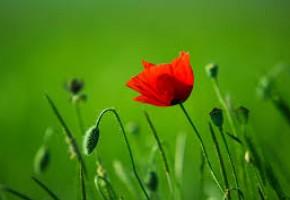 پدر شهید نبوی چاشمی راهی سفر آخرت شد