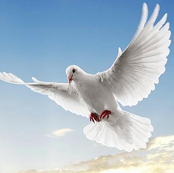 خاطراتی از ازدواج شهدا