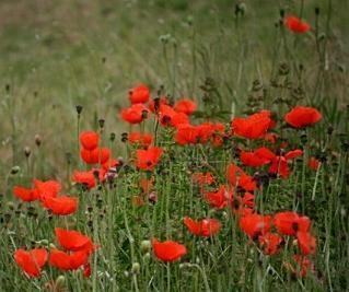 23 شهید در یک عکس