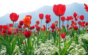 سر گذشت شهیده شرافت ایزدی