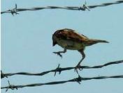 اسیری که عراقی‌ها دستش را شکستند