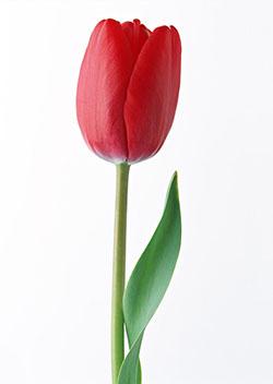 سرگذشت شهیده سیده آمنه حسینی (از شهدای کردستان)