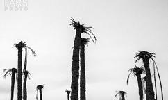 وقتی جهان‌آرا گریه کرد