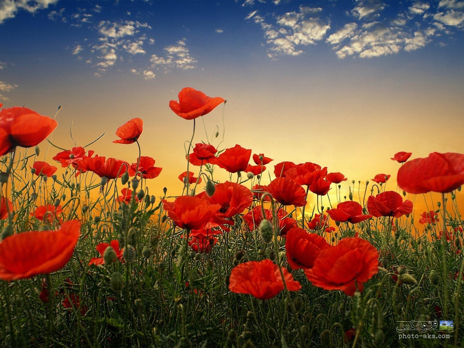 شقایق‌هایی که نشان از شهدا داشتند