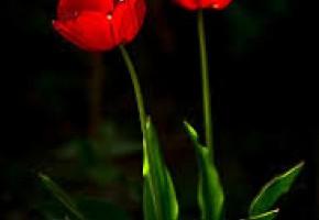 پدر بزرگوار شهید محمد رضا شریعتی به دیار باقی شتافت