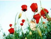 از شليك فشنگ تا سينه‌ هاي پر خاطره