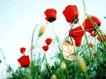 مشوق پسرانم برای دفاع از حرم حضرت زینب(س) خواهم بود