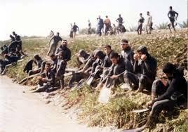 قورباغه ها یک لشگر را نجات دادند!