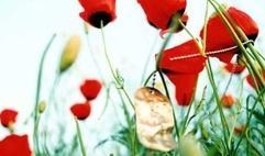 سهمیه 25 درصد استخدام فرزندان شهدا و ایثارگران اجرا شود