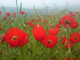 عروج شهادت گونه جانبازسیاهکلی