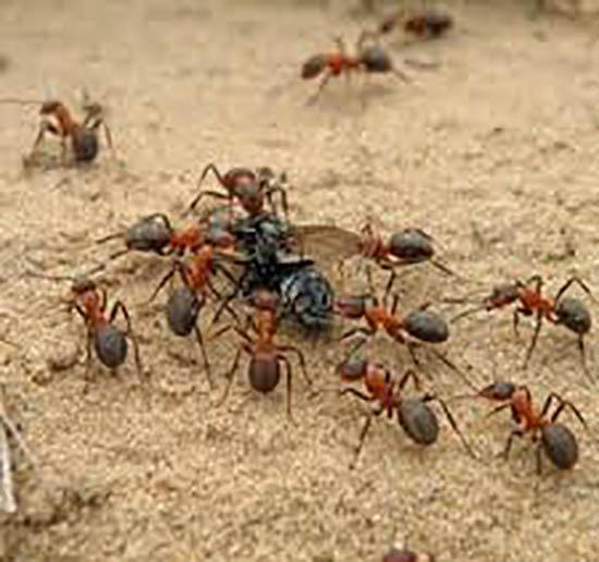 مورچه/ روایتی از عبدالله صالحی